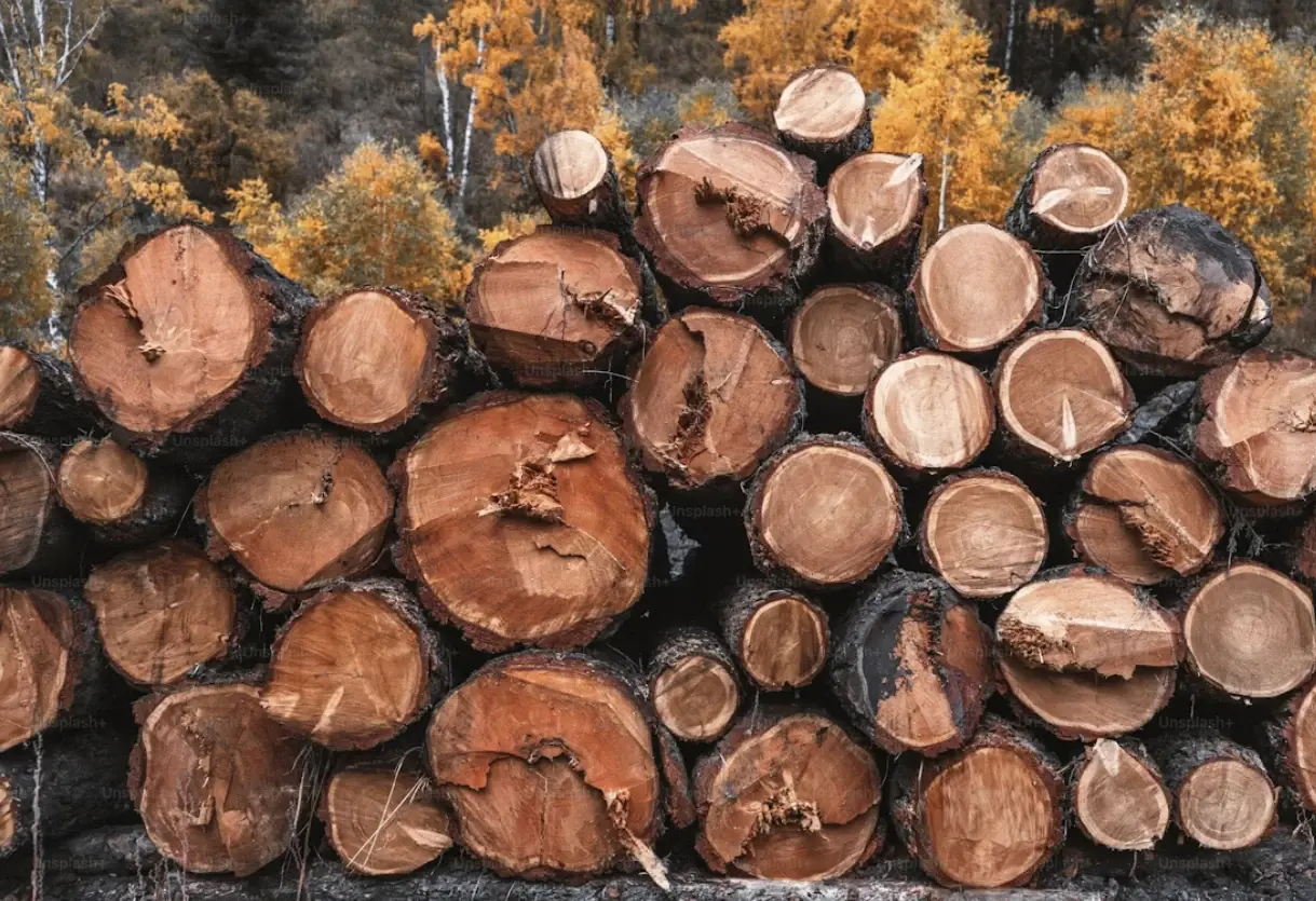 Pile de rondins de bois fraîchement coupés dans une forêt d'automne